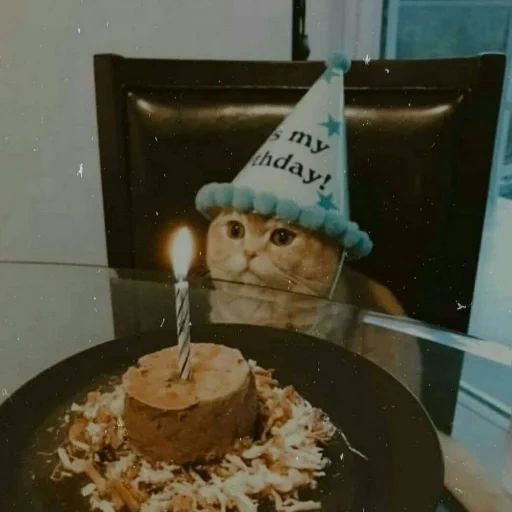 ulang, днем рождения, кот день рождения, кот тортом днем рождения, день рожденья грустный праздник