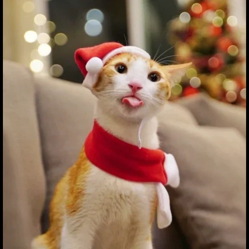 кошечка, кот новогодний, кошка новогодняя, merry christmas кот, новогодние костюмы котов