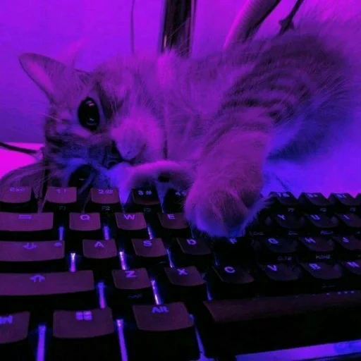 кот, котик, twitch.tv, фиолетовый котик, фиолетовая кошка