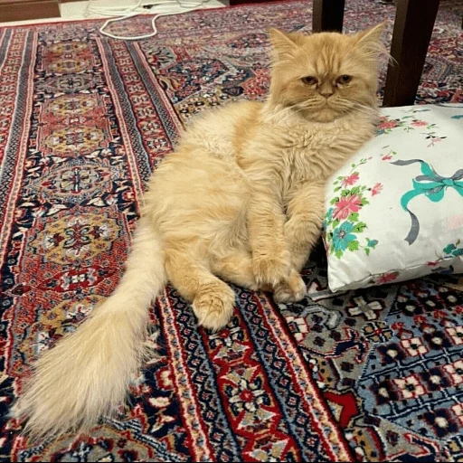 кот, котик, персидский кот, персидская кошка, рыжий персидский кот