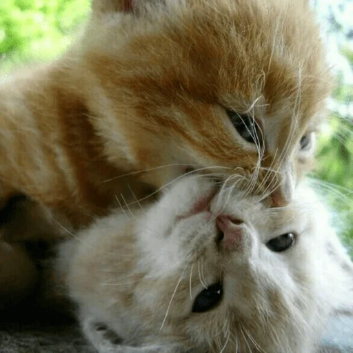 кошки целуются, котики кусаются, котик поцелуйчик, целующиеся котики, обнимающиеся котики