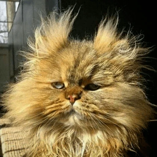 кот, пушистый кот, персидский кот, персидская кошка, рыжий персидский кот
