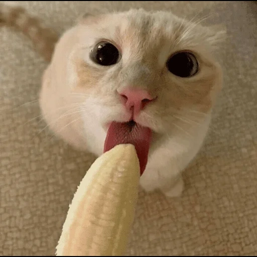 кот, кот бананом