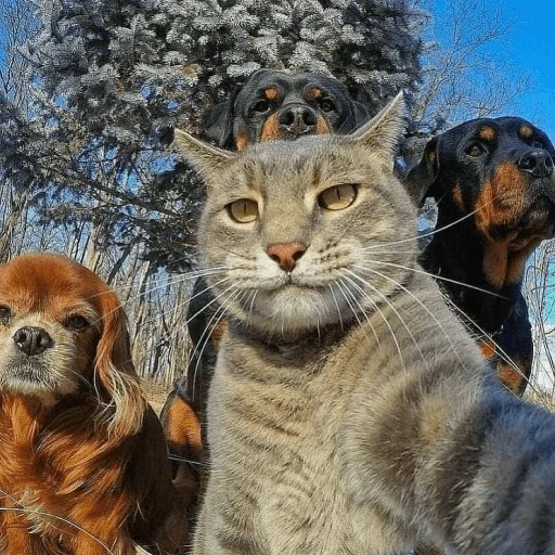 кот, селфи кота, кот собакой, забавные животные, селфи кота собаками