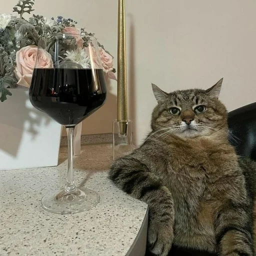 кот, кот вином, кот бокалом, мем кот бокалом, кот степан бокалом вина