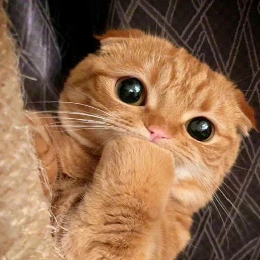 кот, котики, просящий котик, милые котики 2021, шотландская вислоухая кошка рыжая