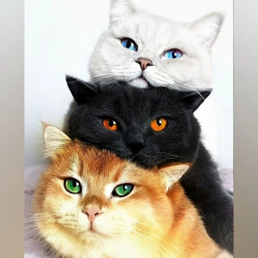 кот, коты, кошка, котики, постер кот