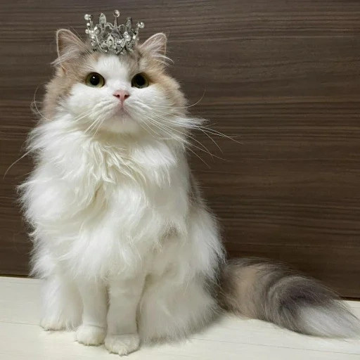 gatto, corona di elvis, gatto aurora bugel, corona di gatto di peluche, ragdoll gatto principessa aurora
