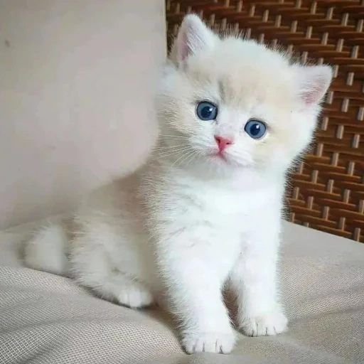 kucing inggris, anak kucing inggris, totoro inggris, anak kucing skotlandia putih, totoro perak inggris