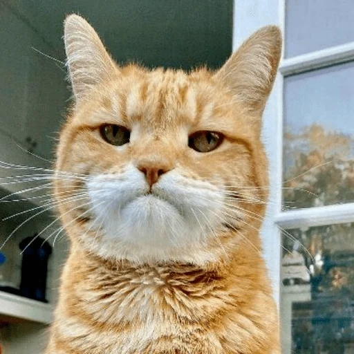 gato, cão do mar, rosto de gato, gato vermelho sério, gato vermelho insatisfeito