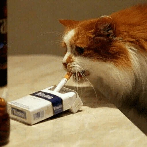 der kater, katzen, katzendroge, rauchkatze, die katze ist eine zigarette