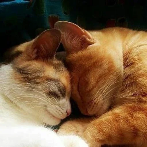 кошка, любимые кошки, обнимающиеся коты, котики обнимаются, рыжие коты обнимаются