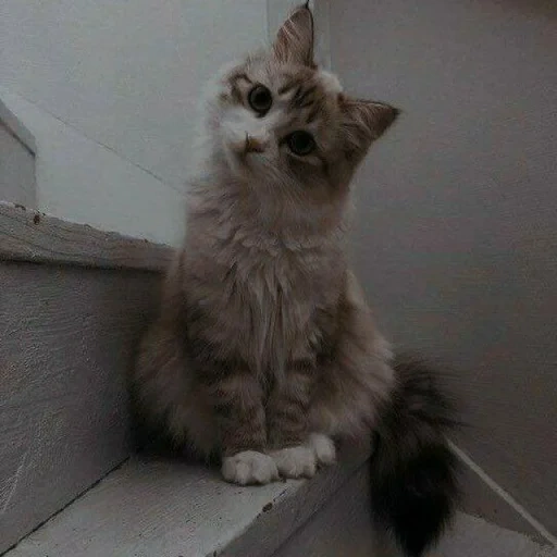 gato, gatos, gato, gatito, gato siberiano