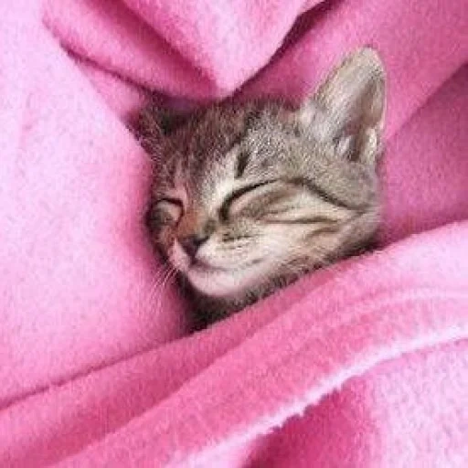 kucing, kucing, anak kucing, kucing binatang, anak kucing yang sedang tidur