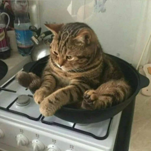 кот, кошки, кот уверен, кот сковороде, смешные котики