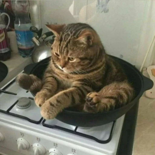 cats, félins, le chat est sûr, poêle à chat, un drôle de phoque