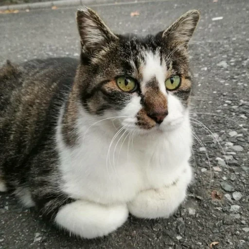 gato, cão do mar, gato, gatinho, gato