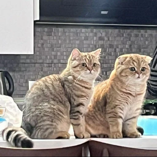 кошки, кошечка, кот кот, британская кошка, шотландская кошка