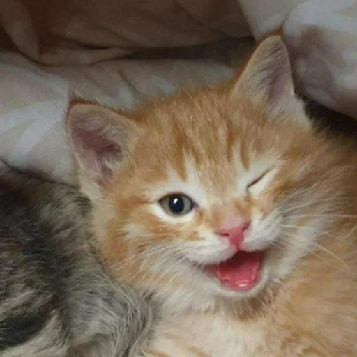 gato, gato vermelho, rosto vermelho, gatinho vermelho, rosto vermelho sem vergonha