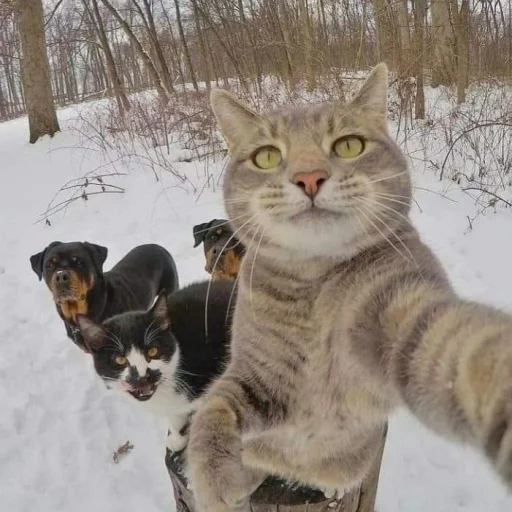 selfie cat, kucing itu lucu, model musim dingin selfie kucing, selfie bmw cat, kucing sedang selfie