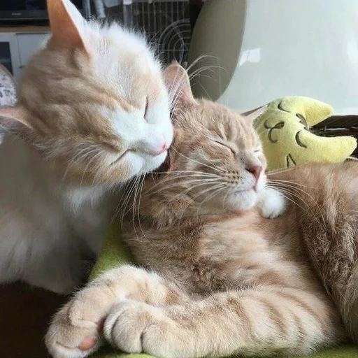 котики целуются, котики обнимашки, обнимающиеся коты, котики обнимаются, милые котики вдвоем