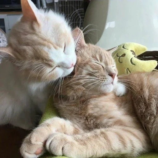 les phoques s'embrassent, un câlin de phoque, câlin le chat, les phoques s'étreignent, deux jolis phoques