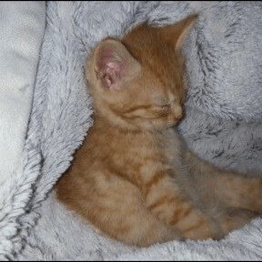 gato anaranjado, gato rojo, gatitos, gatito rojo, los animales son lindos