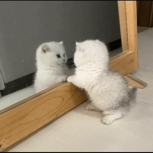 chat, chat, pli écossais, chat écossais, chaton chinchilla argenté