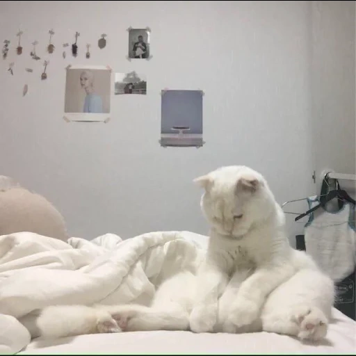 chat, chat, chat chat, le chat est blanc, chat moelleux
