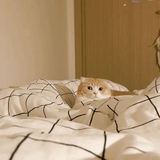 gato, gato, o gato é a cama, gatos, gato caseiro