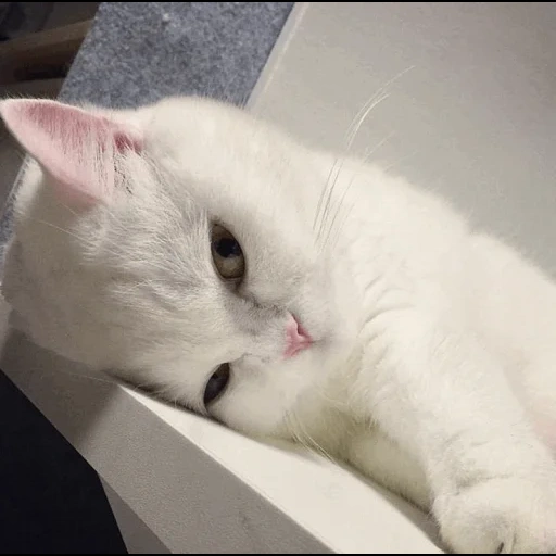 kucing, anak kucing, kucing putih, kucing putih, anak kucing putih