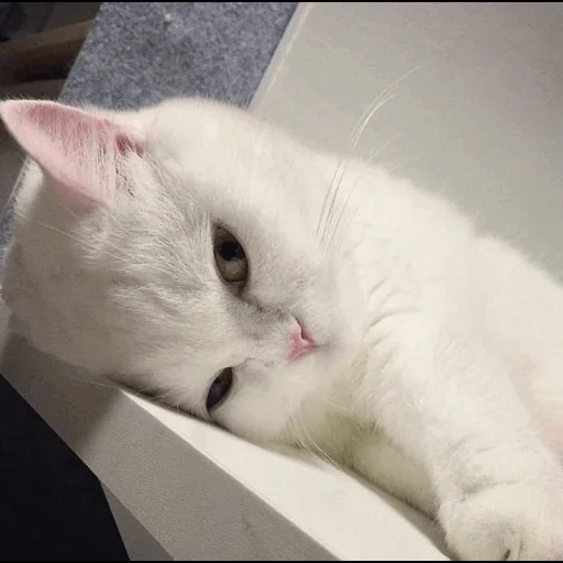 gato, un gato, el gato es blanco, gato blanco, el gato es blanco