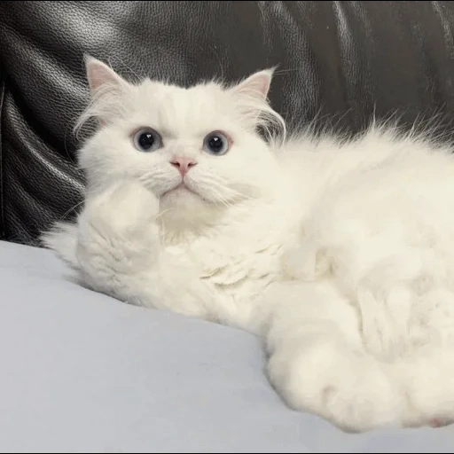 persische katze, weiße flauschige katze, weiße persische katze, sibirische katze ist weiß, persische weiße katze