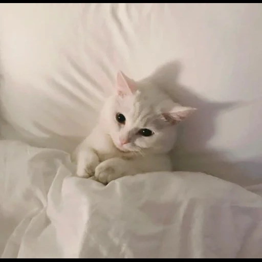 кошки милые, кошка белая, милые котики, животные милые, милый белый кот