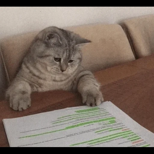 gato, um gato, lição de gato, o gato está estudando, os animais são fofos