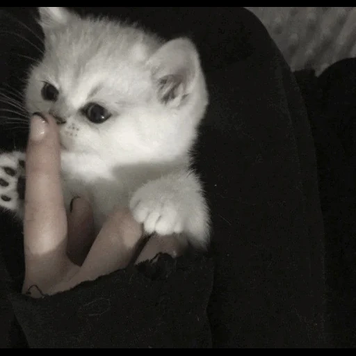 chat, chats mignons, chaton de chat, chatons blancs de la race, chatons argentés chinchilla