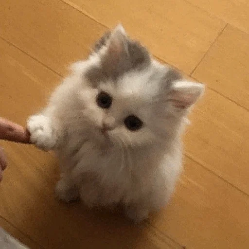 le foche, un bel sigillo, cucciolo di foca, gattini affascinanti, foto di sigillo carino