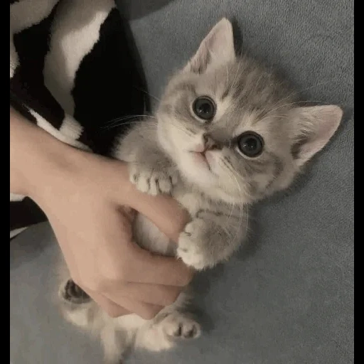 gatto, un bel sigillo, scottish strit kitty, gattini affascinanti, gatto britannico a pelo corto