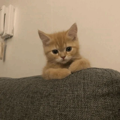 gato, gato vermelho, gatinho vermelho, gato britânico, chinchila britânica dourada