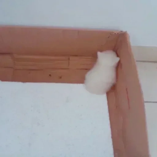 gato, gato, humano, puerta de gato, los gatos son divertidos