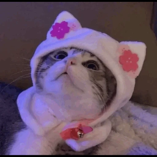 cat, kitten, lovely seal, baby seal, cute cat hat