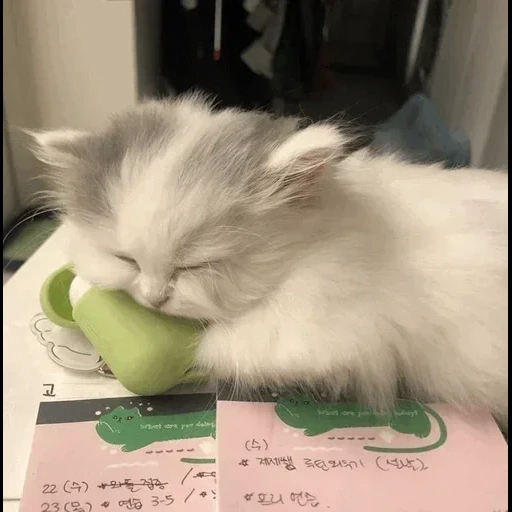 cat, kitten, cat vegetable, cat cucumber, a compliment from the seals