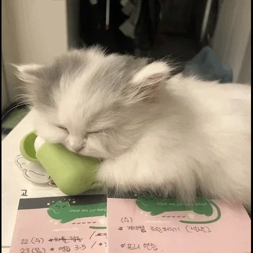 gato, un gato, verduras de gato, pepino de gato, cumplidos en gatos