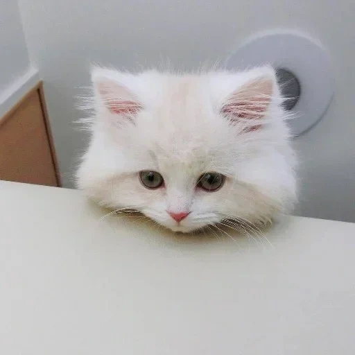 der kater, katze, die katze ist weiß, weiße katze, die kätzchen sind klein weiß