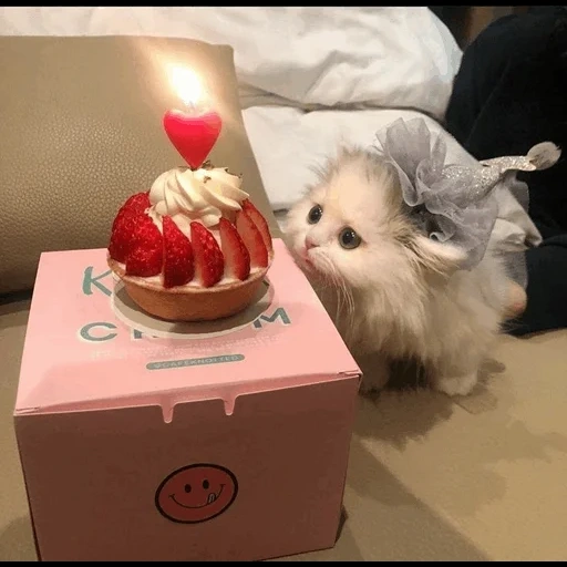 a lovely animal, animals are interesting, cute cat cake, the cutest animal, a lovely pet