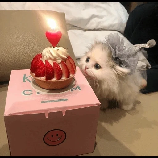 binatang yang lucu, binatang itu lucu, kue kucing yang lucu, hewan paling lucu, hewan peliharaan yang lucu