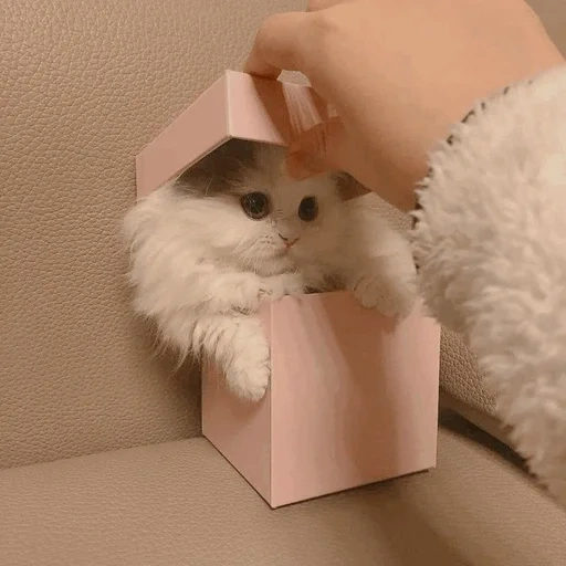 un bel sigillo, kitty carino, regali per gattini, gioco di gatto più carino, foto di sigillo carino