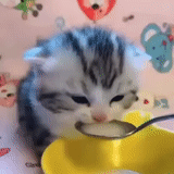 gatto, haikikov, gattino sta bevendo latte, gatto mangia il cucchiaio, cucchiaio da latte per gatto