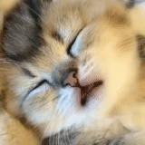 gatos, os animais são fofos, gatinho dormindo, gatos de animais, dormindo pequeno gatinho