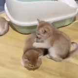 cat, funny cat, animals are cute, cats, abyssinian cat